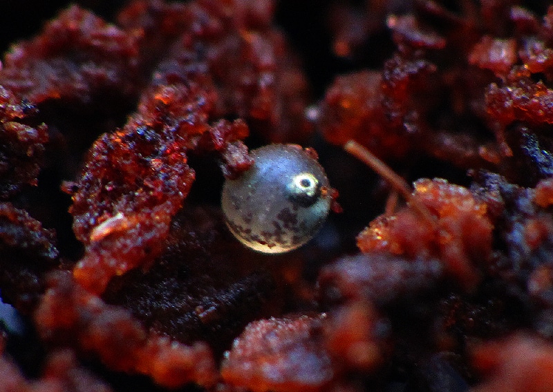 Nothobranchius Guentheri Zanzibar