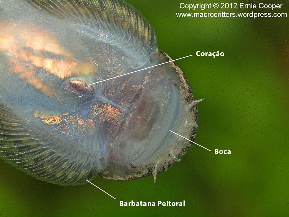 Estrutura da Balitoridae