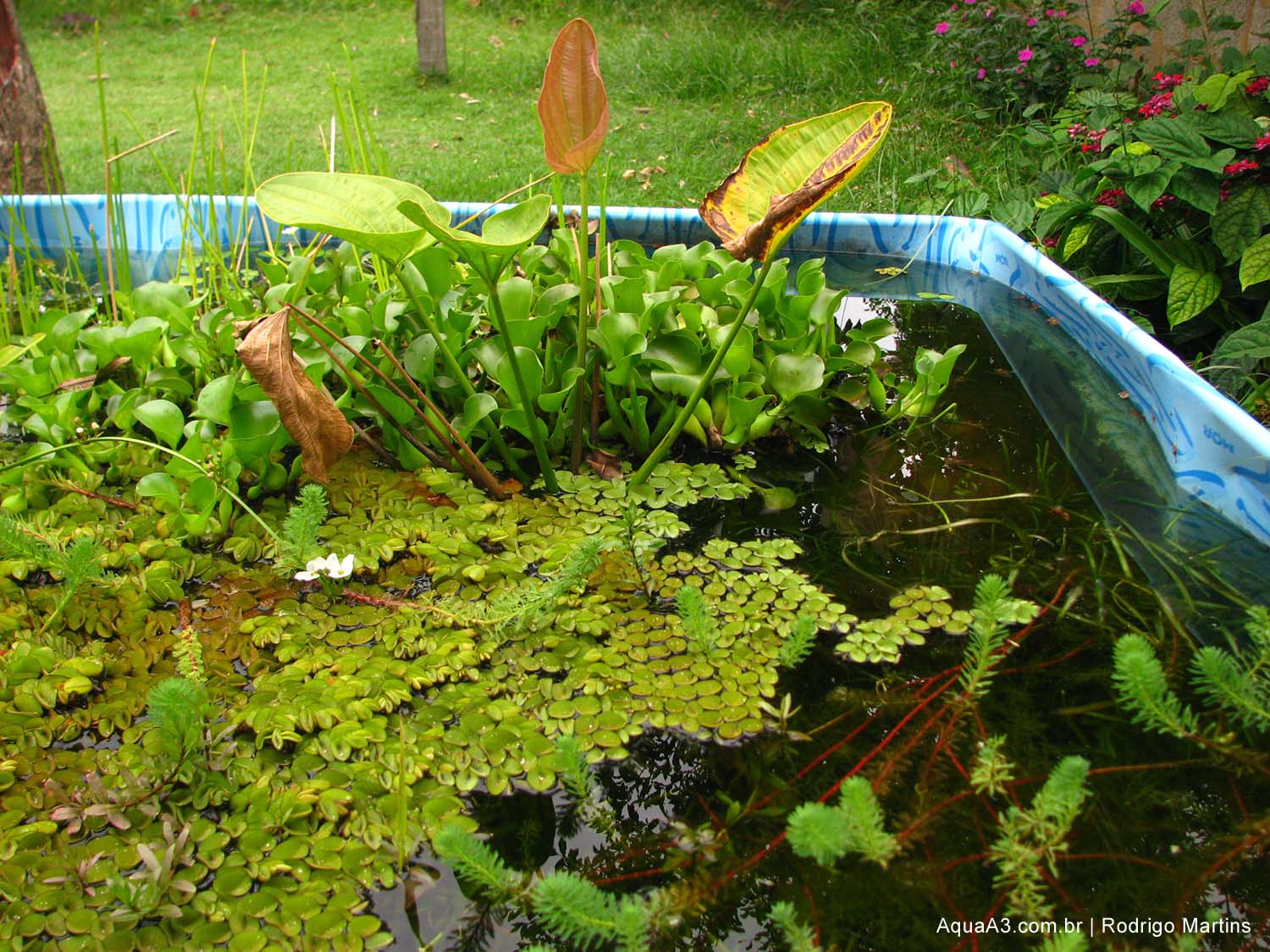 flora piscina plástica em lago plantado
