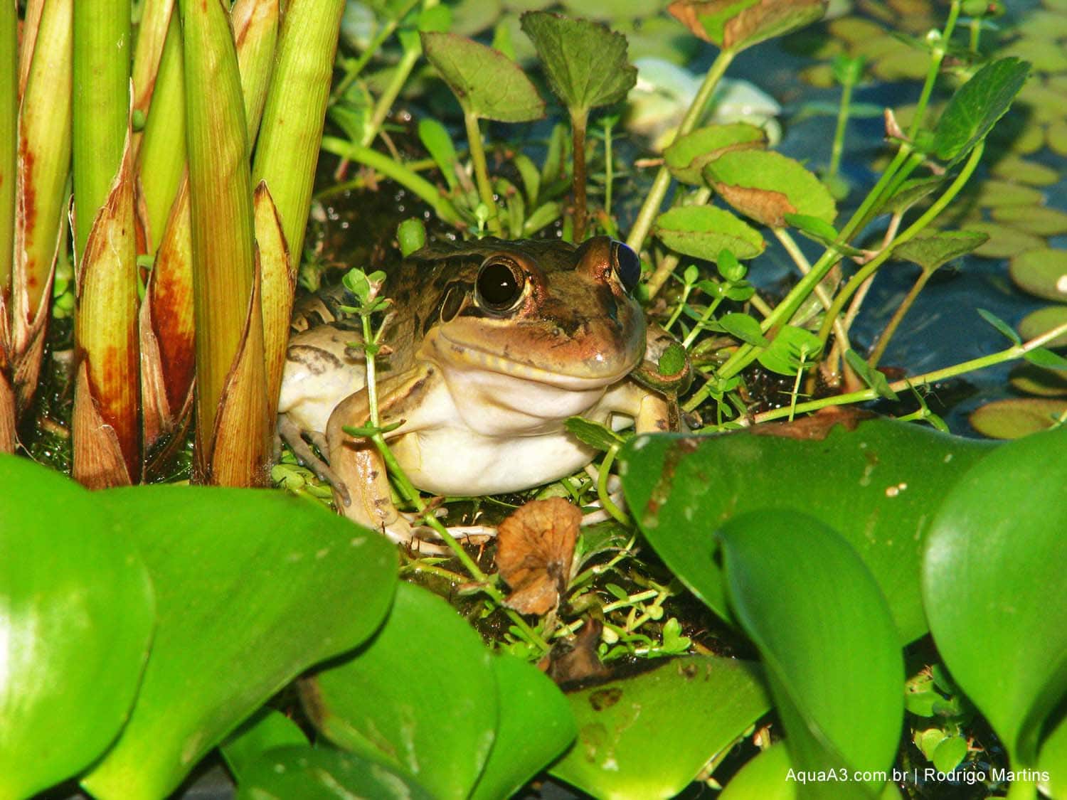 sapo em lago plantado