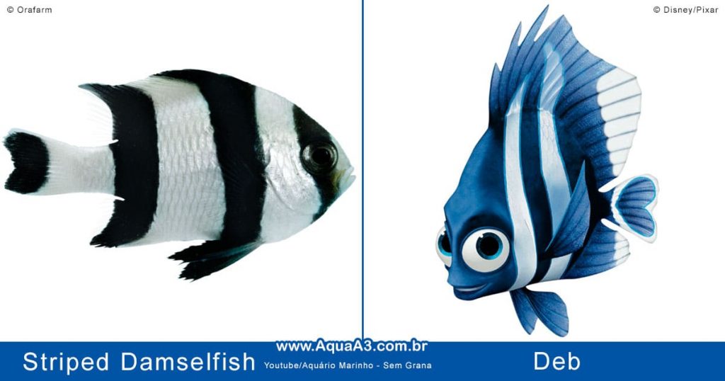 Procurando Nemo na vida real