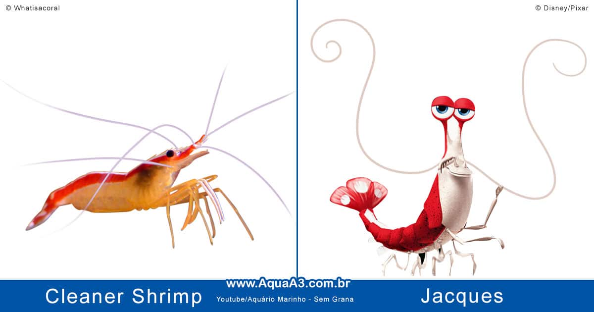 Jacques é o Cleaner Shrimp (Lysmata amboinensis)