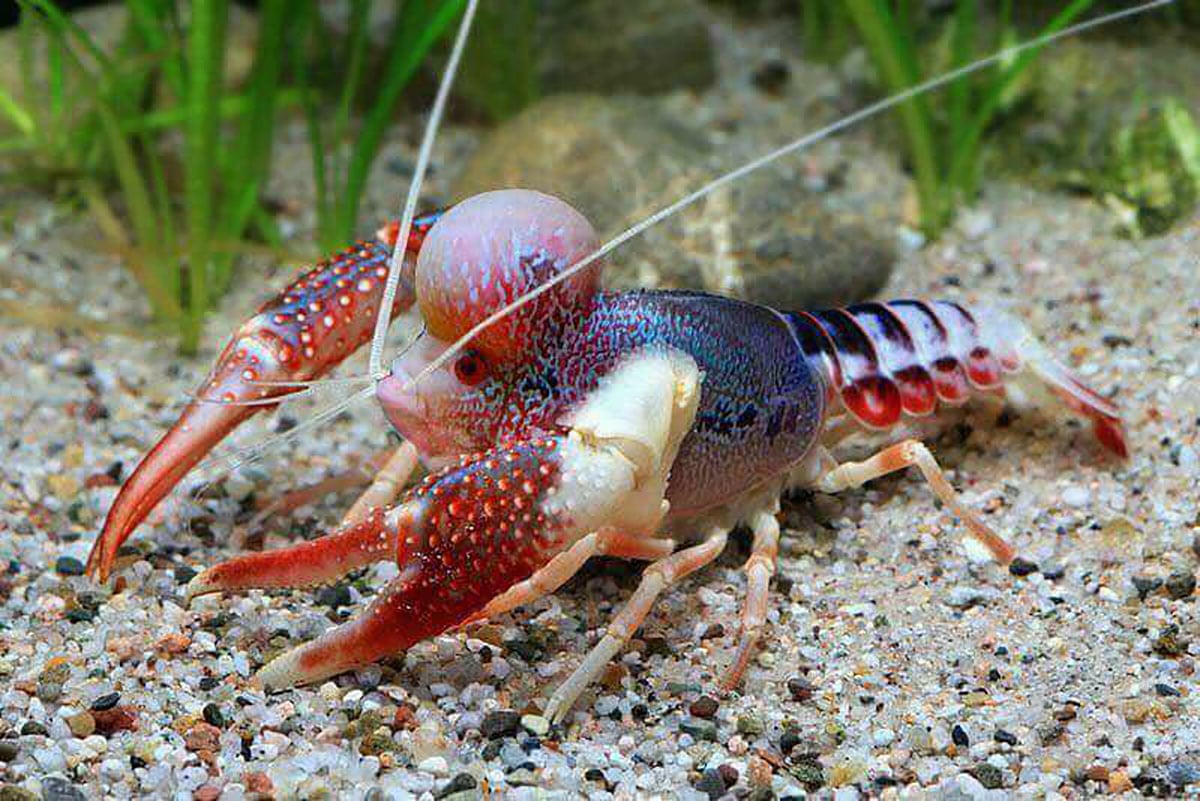 Pesquisadores criam primeiro híbrido de peixe com camarão!