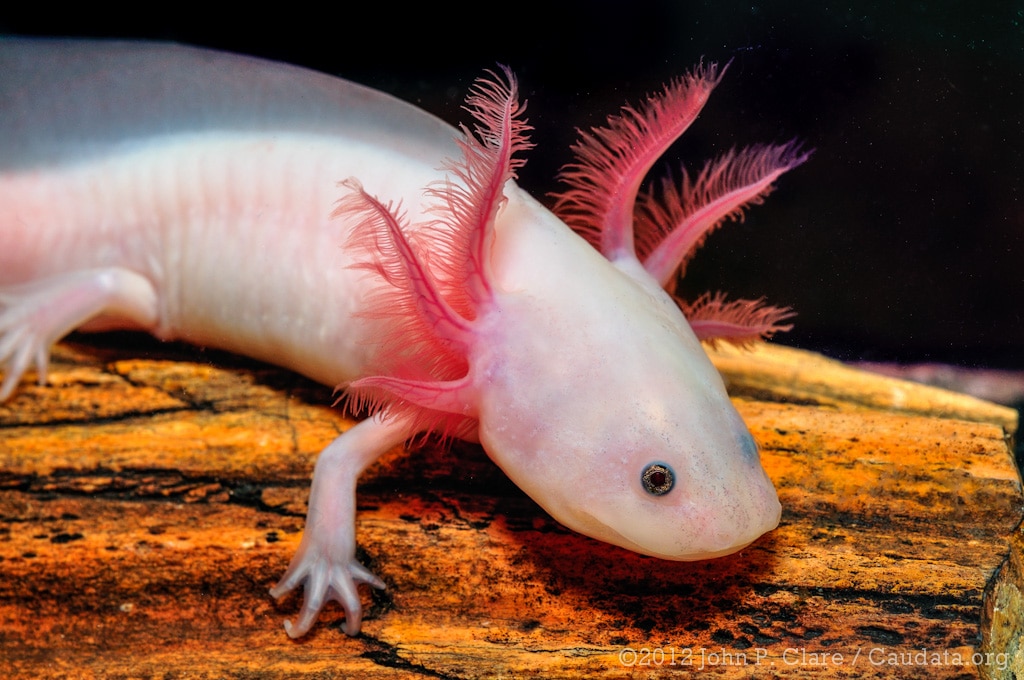 A salamandra Axolote (Ambystoma mexicanum)