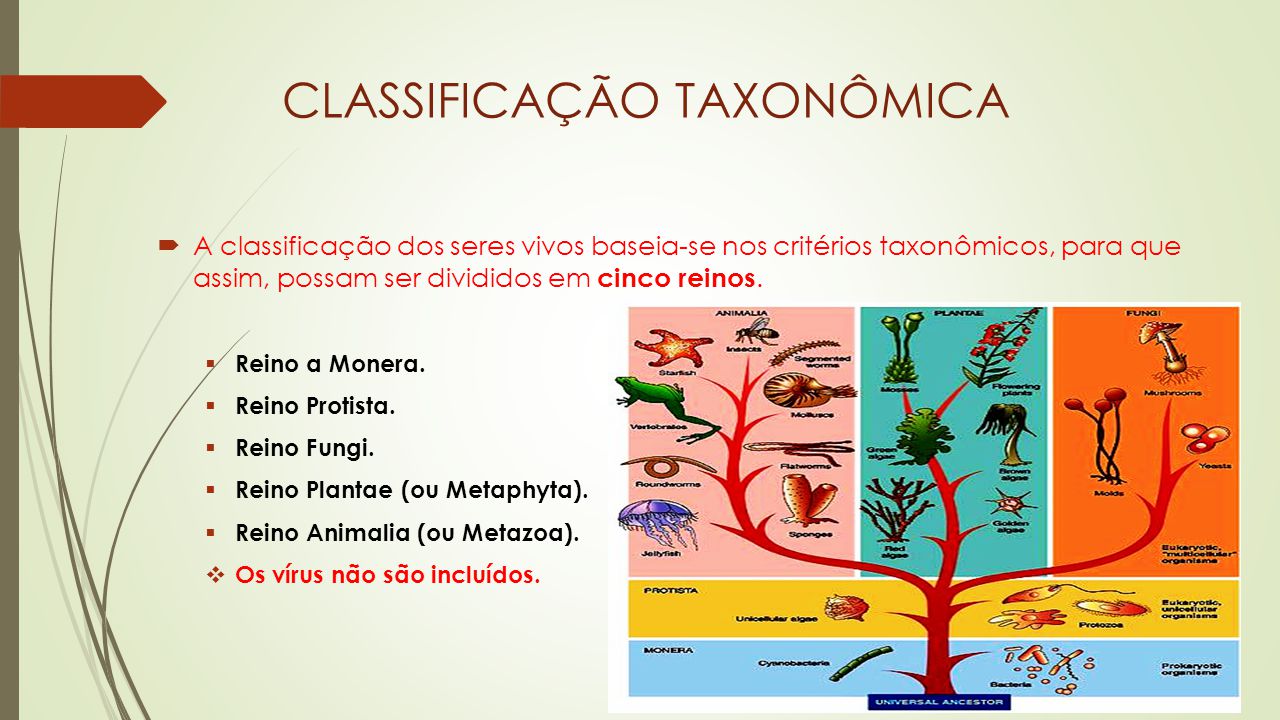 Fgv Sp O Sistema De Classificação Taxonômica