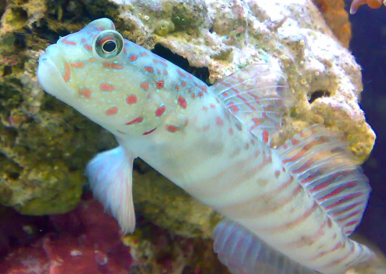 Peixes blenios criam patas e se reproduzem