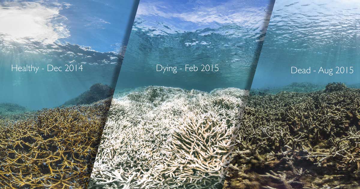 Chasing Coral: Branqueamento de corais
