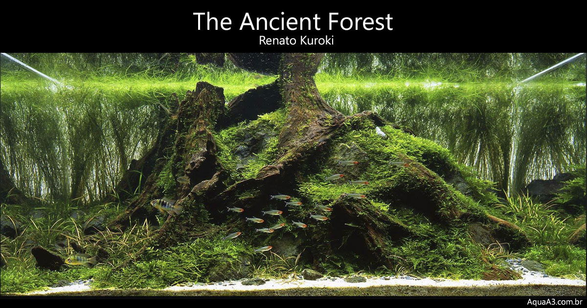 The Ancient Forest em detalhes por Renato Kuroki