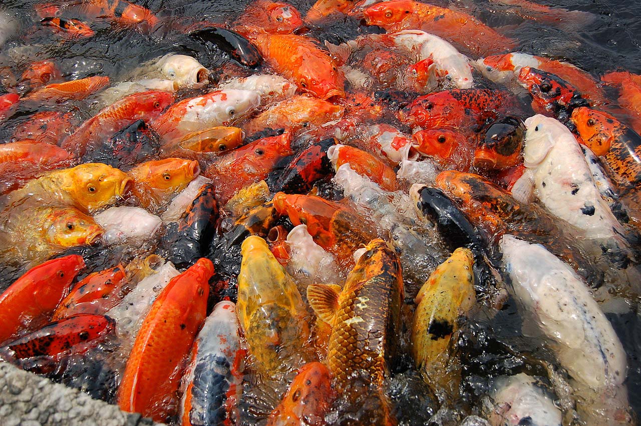 Não coloque muitos peixes no lago