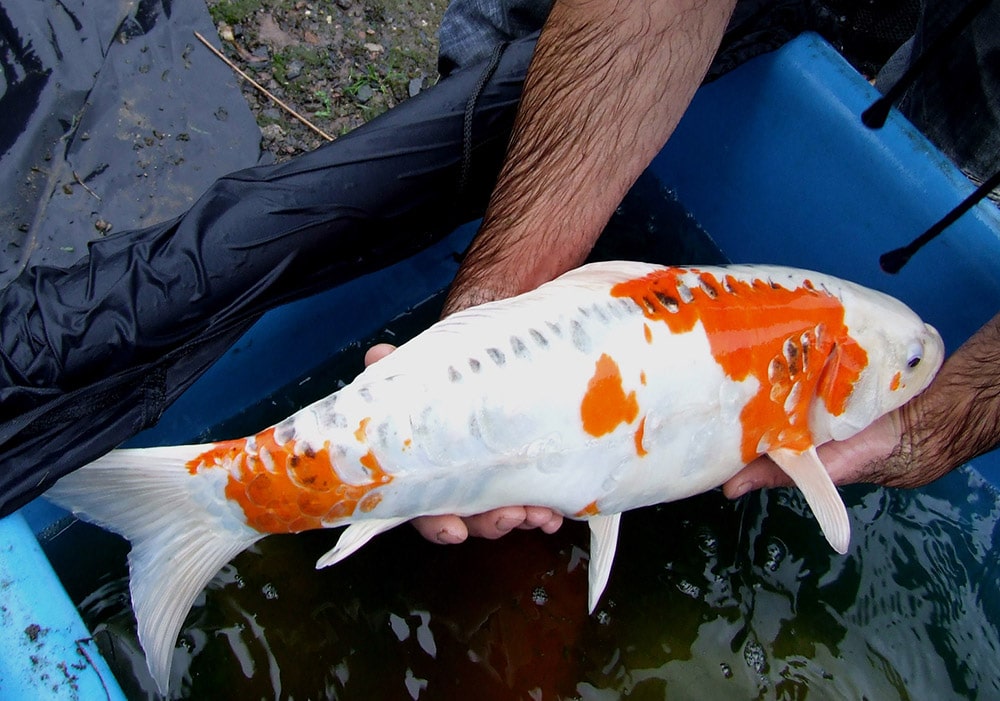 Peixe carpa koi grande