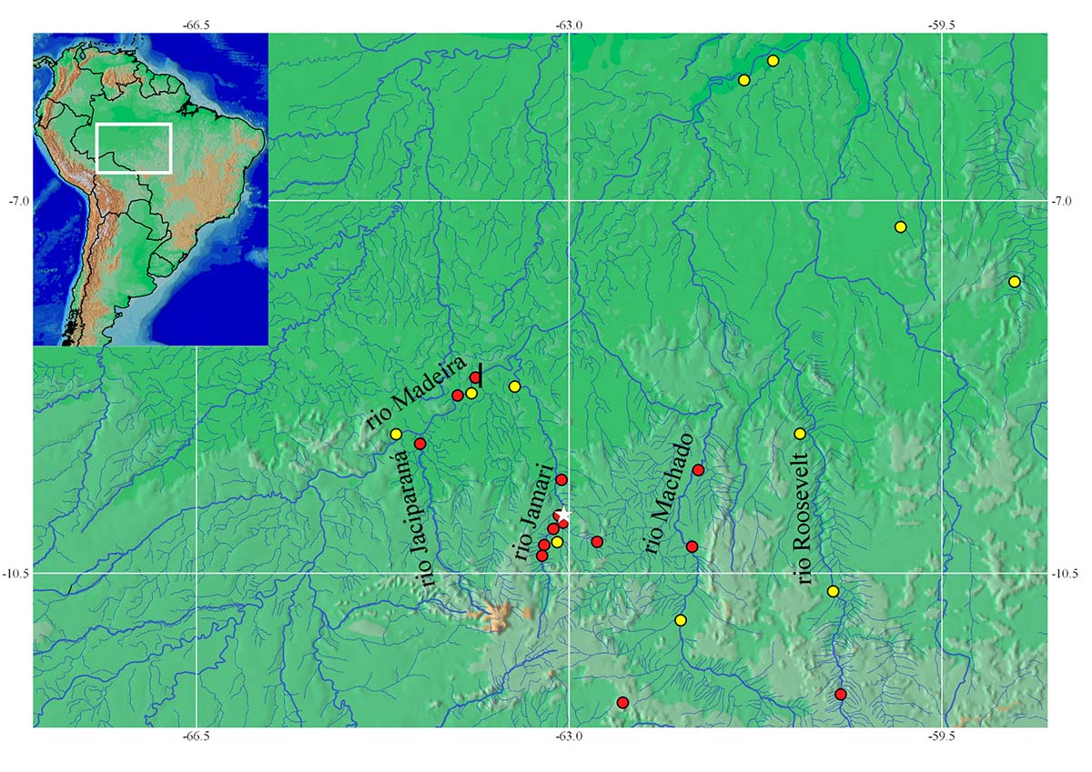 Mapa de distribuição do S. curupira (círculos vermelhos) e do Satanoperca jurupari (círculos amarelos) na bacia do rio Madeira.