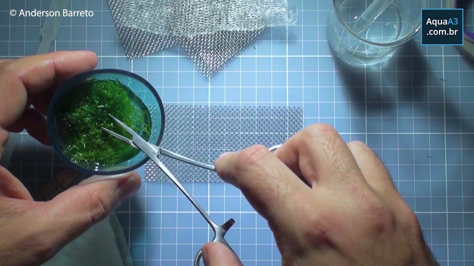 Coloque a tela inox sobre a mesa e separe a porção de Riccia fluitans