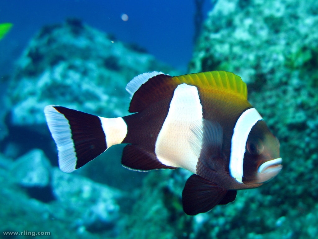 Amphiprion latezonatus