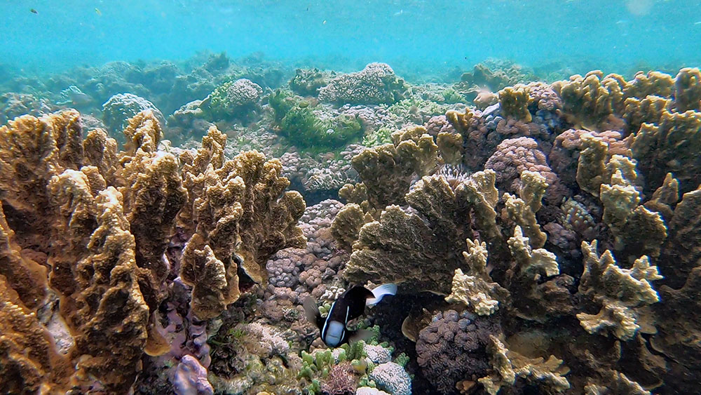 Amphiprion mccullochi