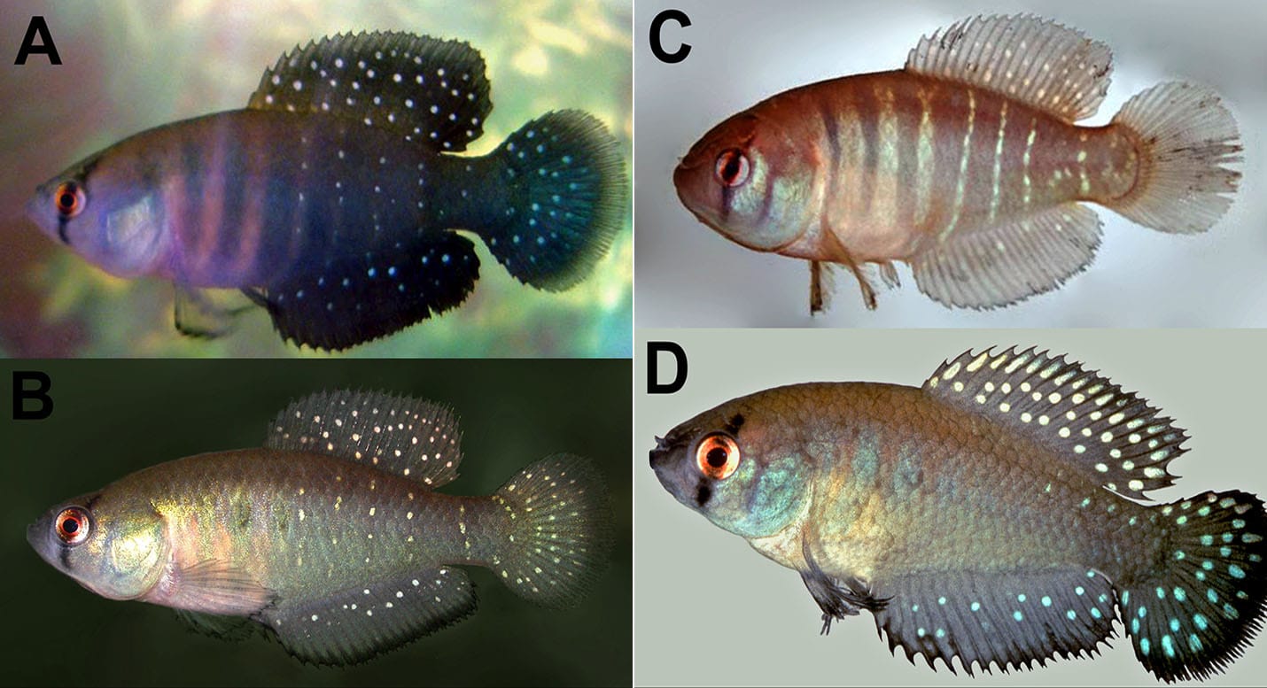 Austrolebias wichi