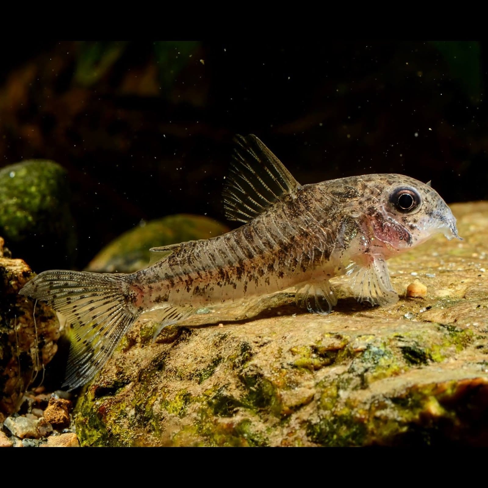 Corydora benattii