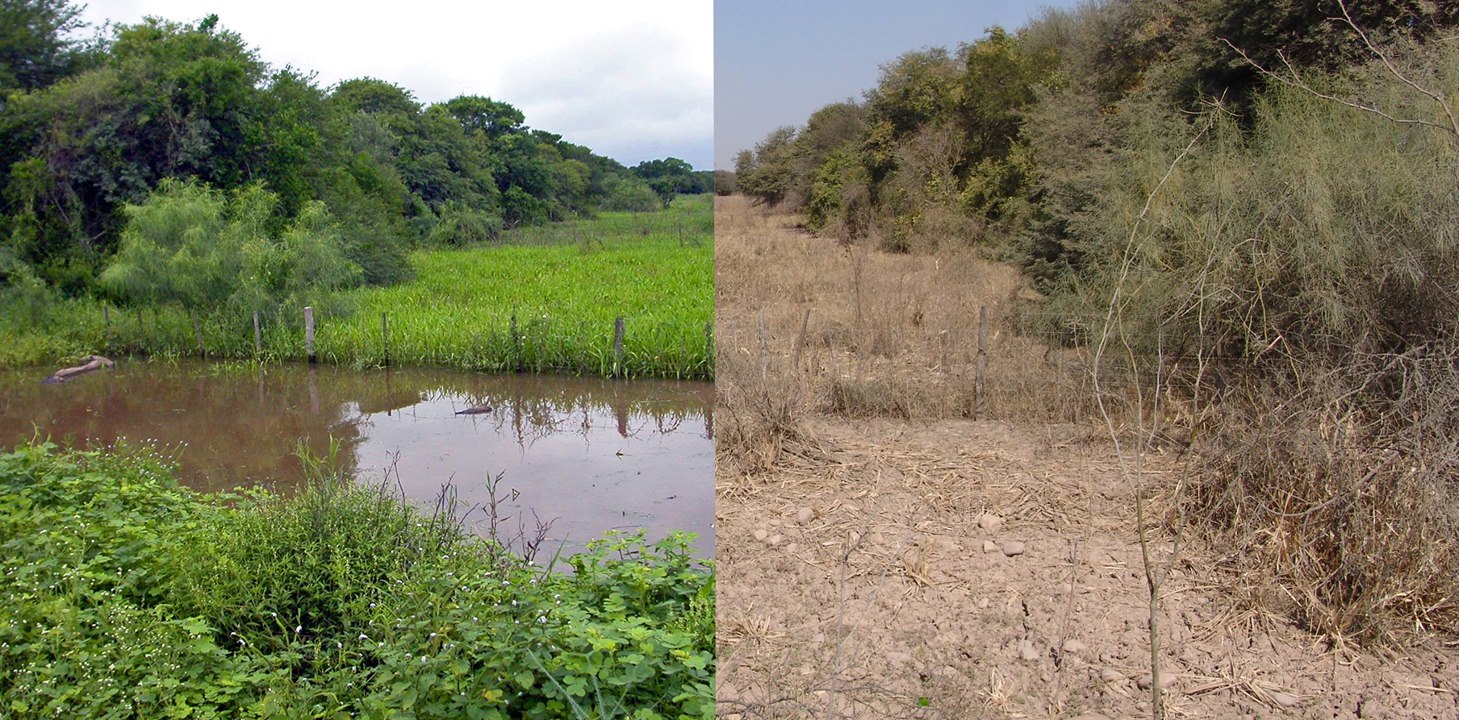 Habitat natural Austrolebias wichi