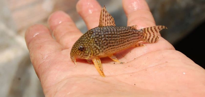 Corydoras sterbai