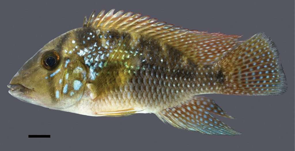 Geophagus rufomarginatus