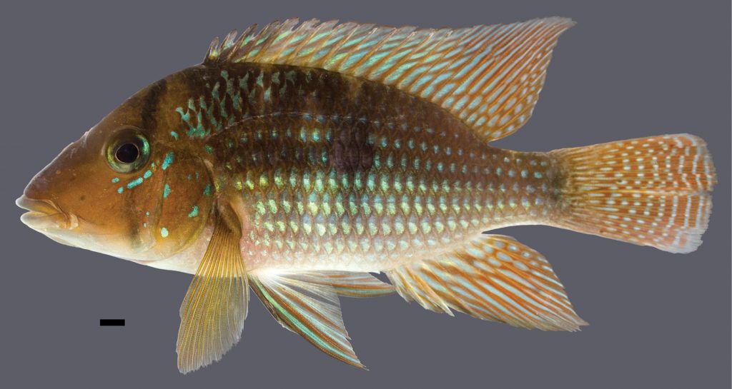 Geophagus santosi