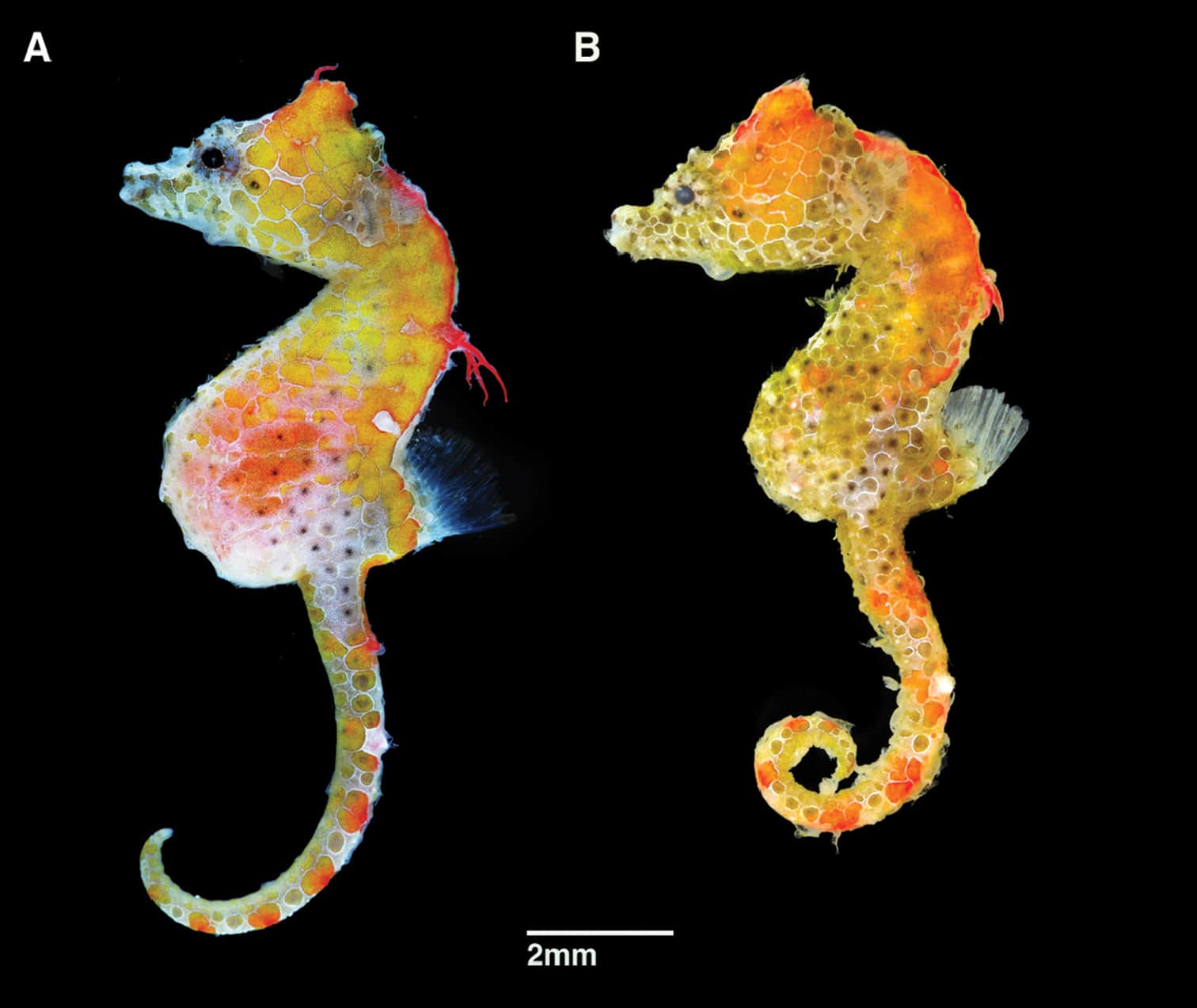 Hippocampus japapigu logo após a coleta. (A) Um exemplar macho (B) Um exemplar fêmea