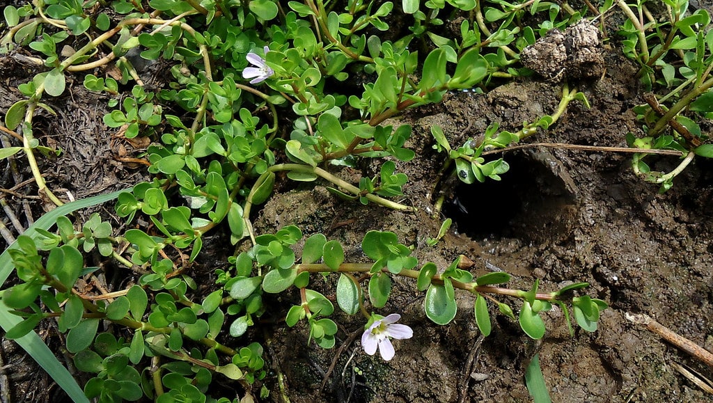 Bacopa monnieri 