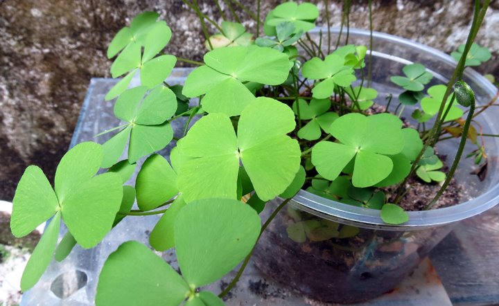 Marsilea