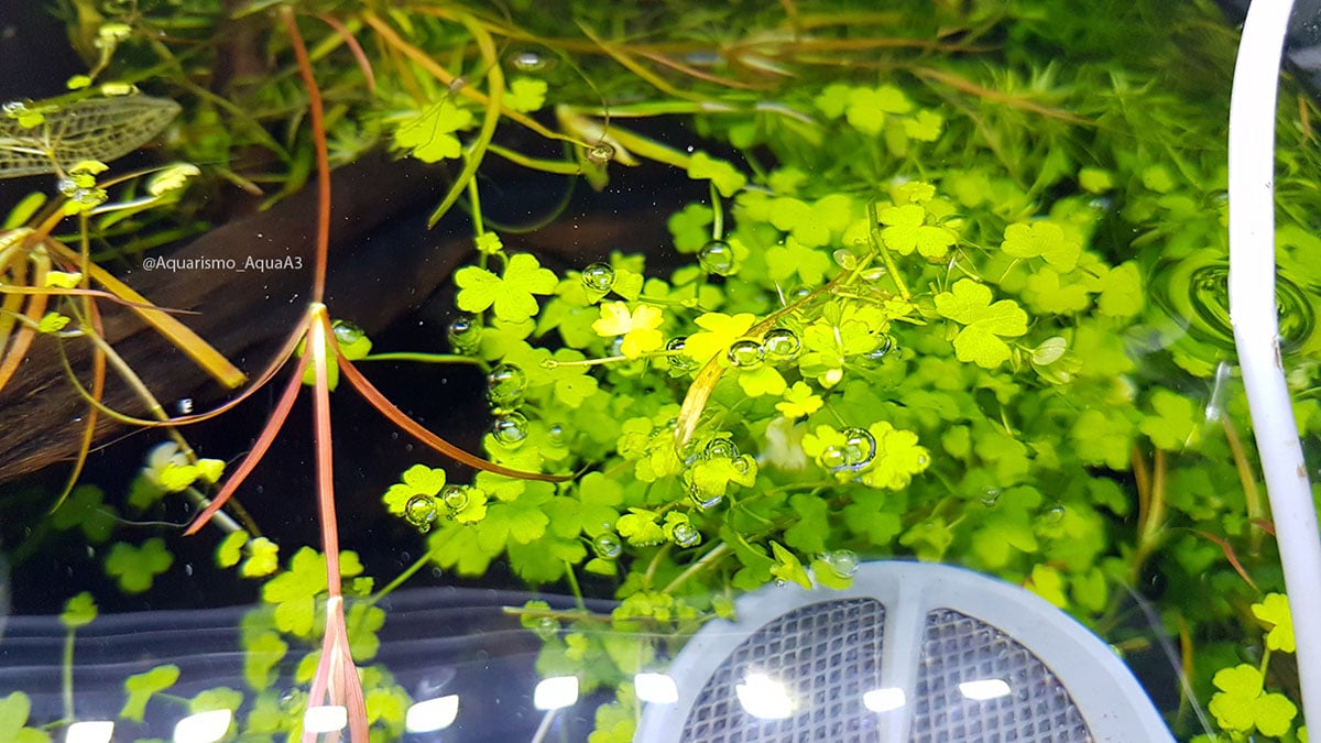 Hydrocotyle tripartita