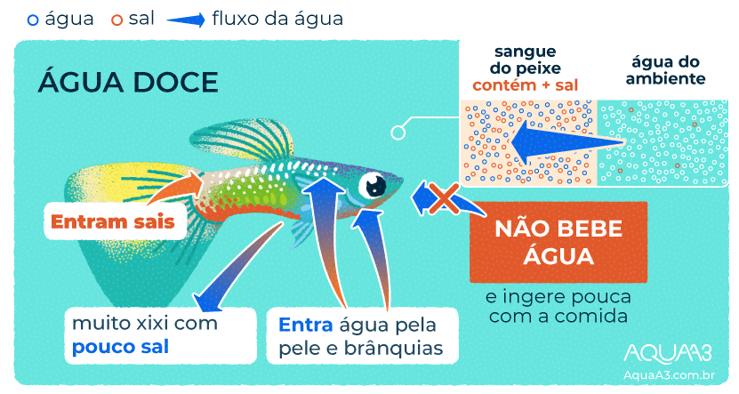 Os peixes de água doce bebem água?