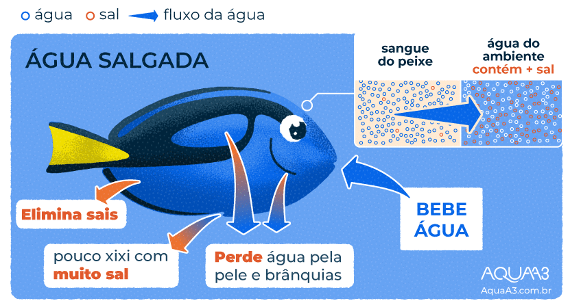 Os peixes de água do mar bebem água?