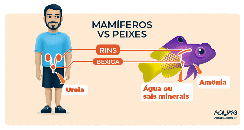 Diferenças entre o xixi do mamífero e do peixe