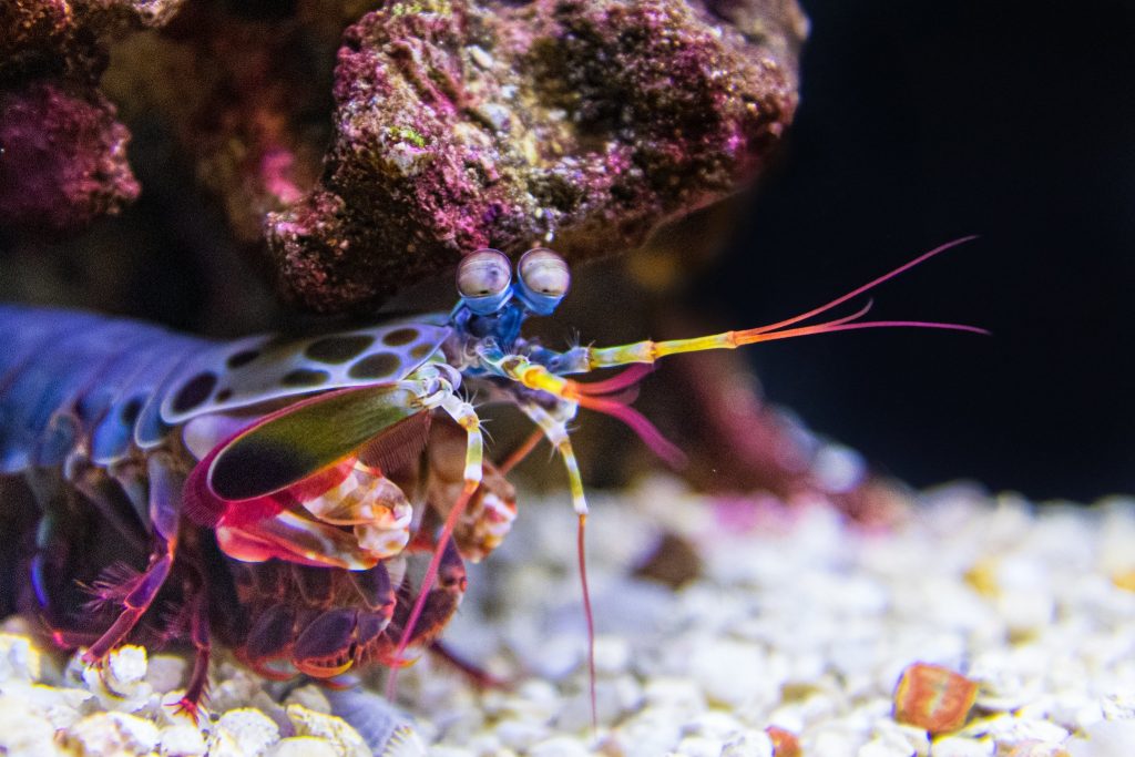 Mantis Shrimp