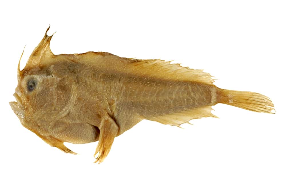 Holótipo da espécie Sympterichthys unipennis, preservada e coletada pelo zoólogo Françóis Perón no século XVII (Imagem: Australian National Fish Collection, CSIRO)