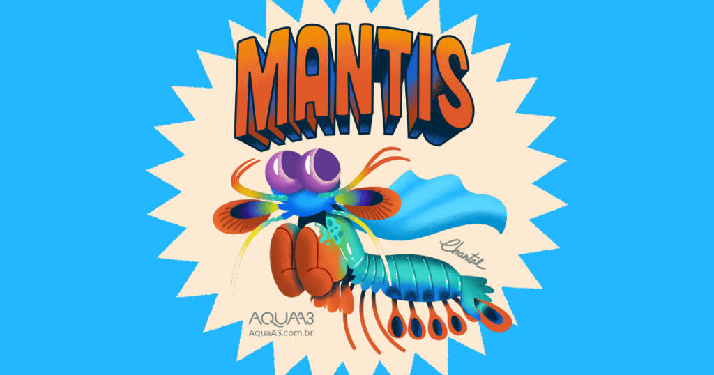 Conheça os 5 superpoderes do camarão mantis