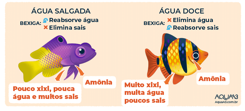 Diferenças entre o xixi do peixe de água doce e salgada