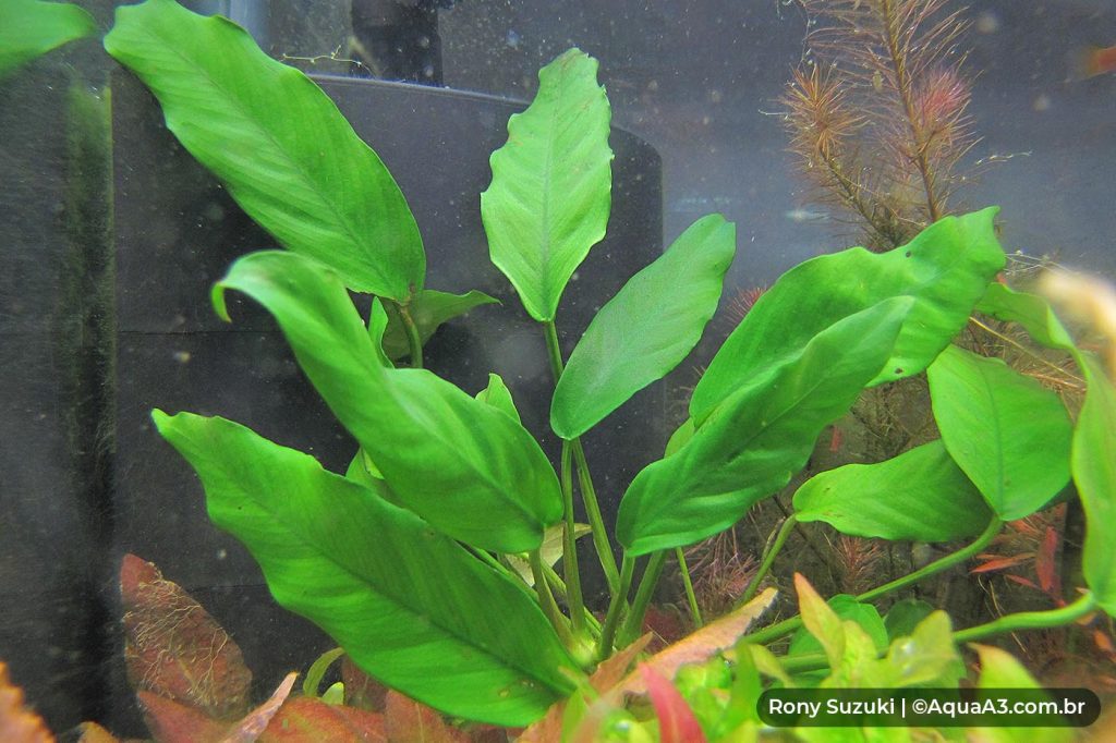 Anubias Odorata