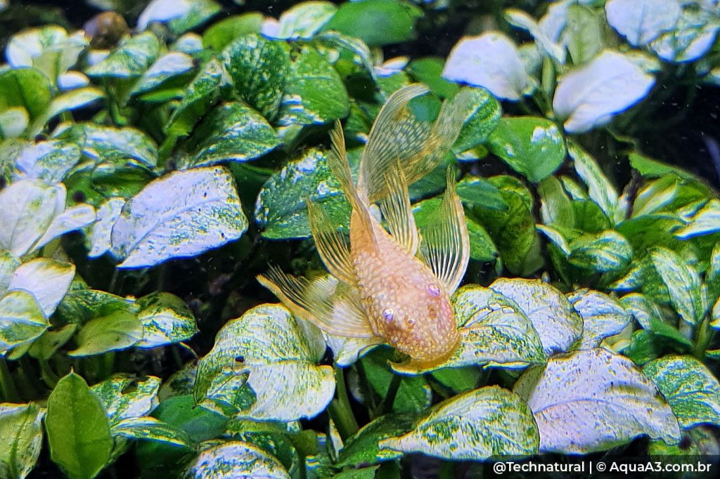 Anubias com o cascudo do gênero Ancistrus