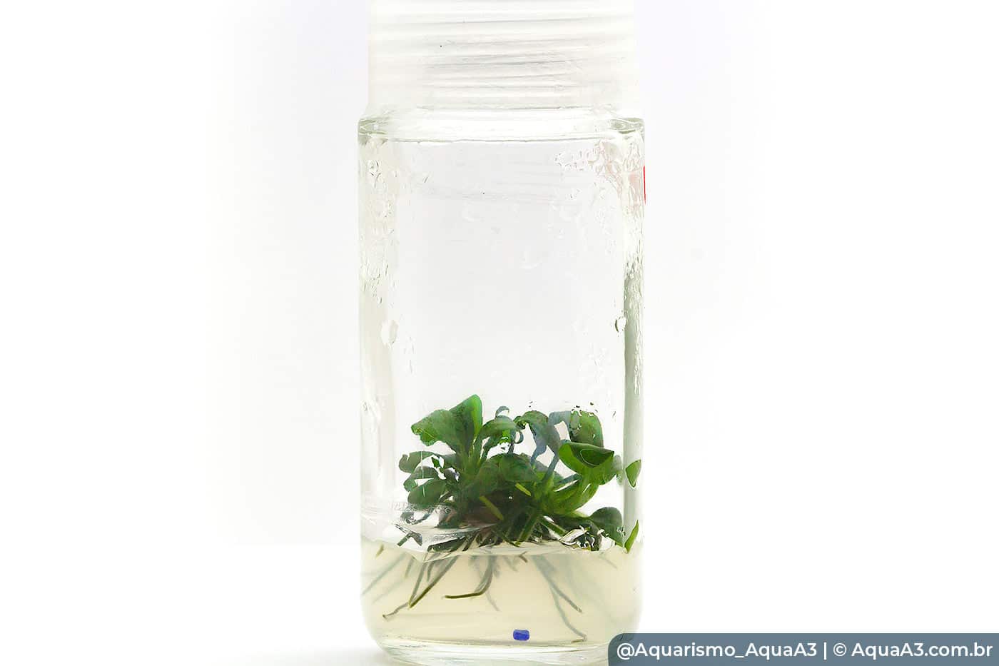 Anubias in vitro