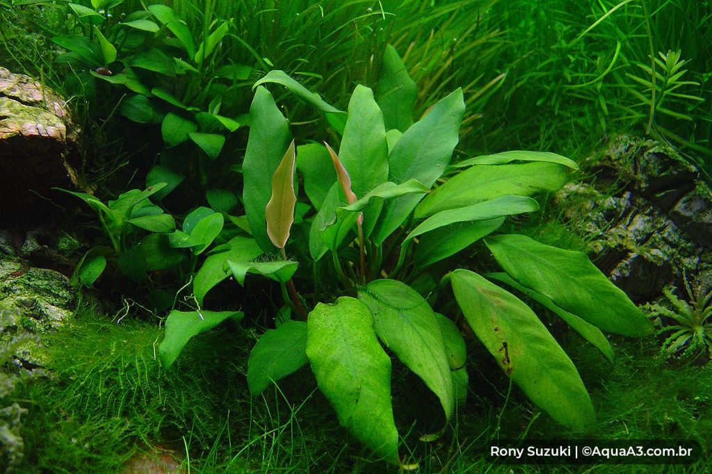 Anubias minima