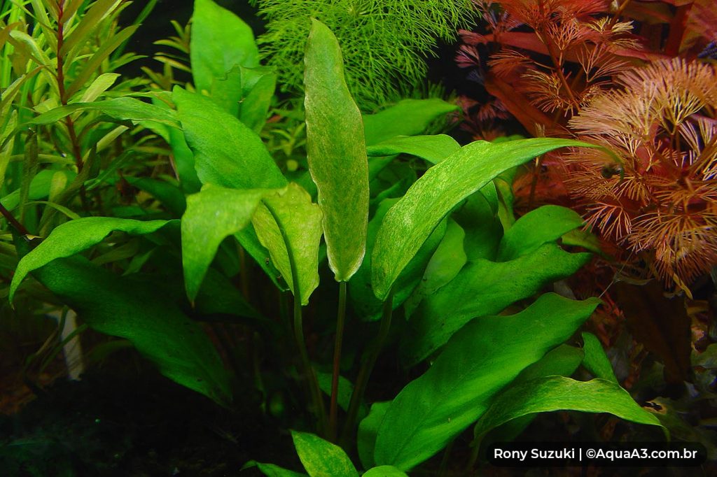 Anubias sp. Gabon