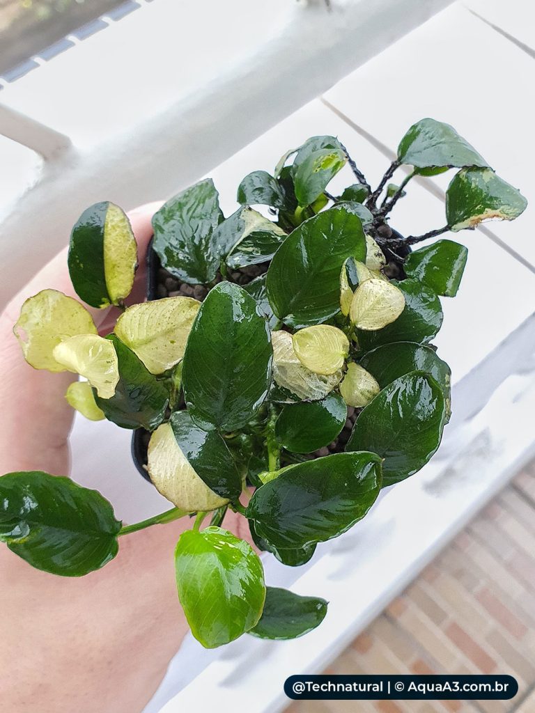 Anubias barteri var. nana 'Pinto'