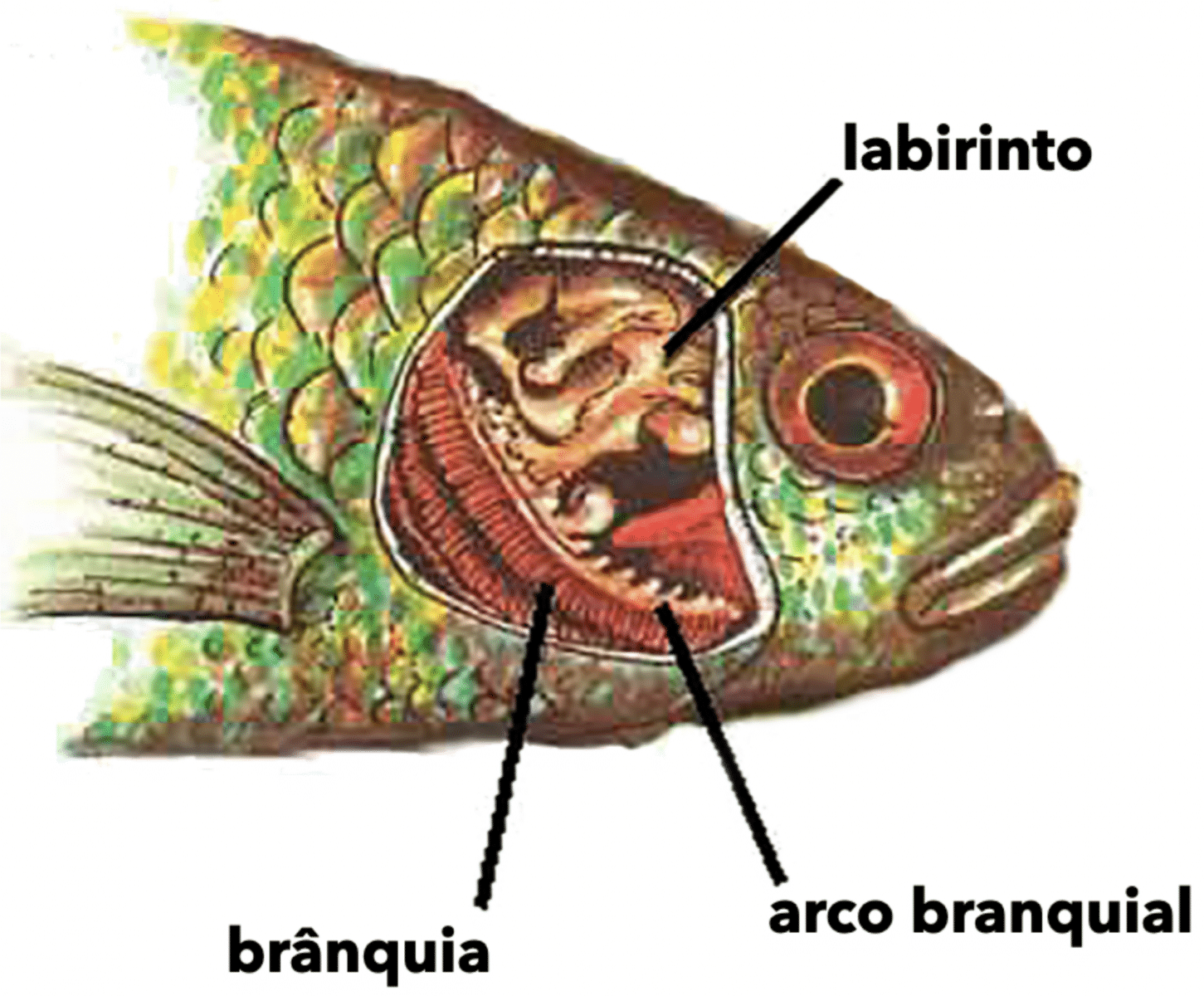Como os peixes respiram?