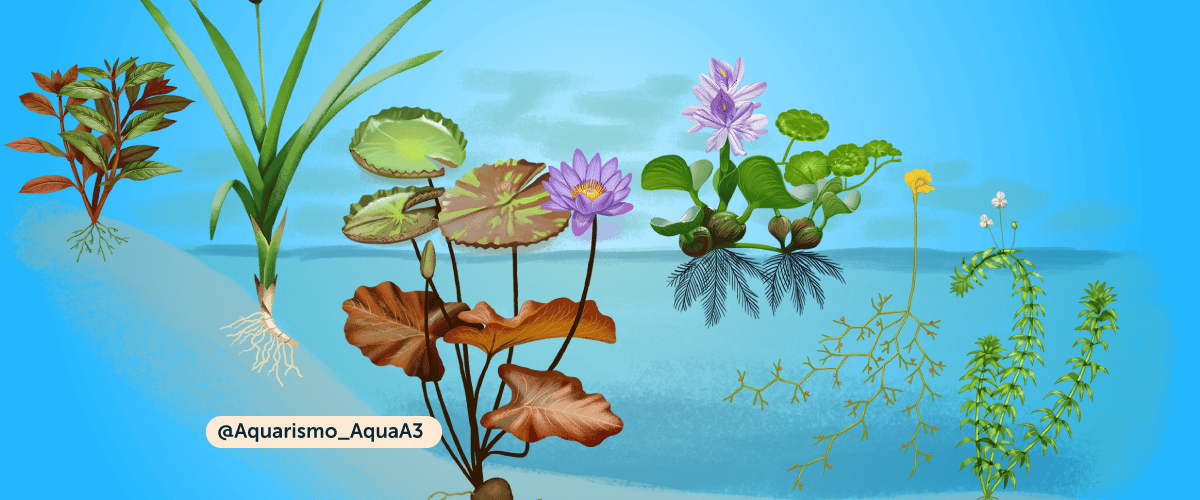 Formas biológicas das plantas Aquáticas